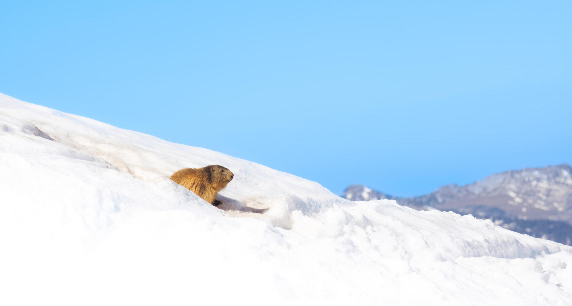 【希少】marmot citadel ビンテージテント Marmot / Citadel | Blog | あなただけのキャンプ